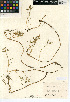  ( - CCDB-24914-D04)  @11 [ ] CreativeCommons - Attribution Non-Commercial Share-Alike (2015) SDNHM San Diego Natural History Museum