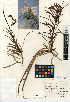  (Chilopsis - CCDB-24935-B09)  @11 [ ] CreativeCommons - Attribution Non-Commercial Share-Alike (2015) SDNHM San Diego Natural History Museum