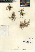  ( - CCDB-24935-C05)  @11 [ ] CreativeCommons - Attribution Non-Commercial Share-Alike (2015) SDNHM San Diego Natural History Museum