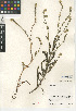  (Amsinckia menziesii - CCDB-24935-D10)  @11 [ ] CreativeCommons - Attribution Non-Commercial Share-Alike (2015) SDNHM San Diego Natural History Museum