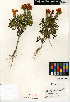  ( - CCDB-24935-E05)  @11 [ ] CreativeCommons - Attribution Non-Commercial Share-Alike (2015) SDNHM San Diego Natural History Museum