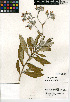 (Eriodictyon crassifolium var. nigrescens - CCDB-24936-E02)  @11 [ ] CreativeCommons - Attribution Non-Commercial Share-Alike (2015) SDNHM San Diego Natural History Museum