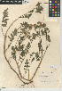  (Phacelia ramosissima var. latifolia - CCDB-24936-G09)  @11 [ ] CreativeCommons - Attribution Non-Commercial Share-Alike (2015) SDNHM San Diego Natural History Museum