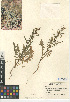  ( - CCDB-24937-D11)  @11 [ ] CreativeCommons - Attribution Non-Commercial Share-Alike (2015) SDNHM San Diego Natural History Museum