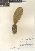  ( - CCDB-24938-D04)  @11 [ ] CreativeCommons - Attribution Non-Commercial Share-Alike (2015) SDNHM San Diego Natural History Museum