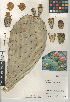  ( - CCDB-24938-G04)  @11 [ ] CreativeCommons - Attribution Non-Commercial Share-Alike (2015) SDNHM San Diego Natural History Museum