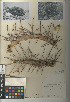  (Echinocactus polycephalus - CCDB-24938-H03)  @11 [ ] CreativeCommons - Attribution Non-Commercial Share-Alike (2015) SDNHM San Diego Natural History Museum