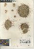  (Opuntia polyacantha var. erinacea - CCDB-24938-H05)  @11 [ ] CreativeCommons - Attribution Non-Commercial Share-Alike (2015) SDNHM San Diego Natural History Museum