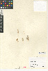  (Atriplex parishii var. parishii - CCDB-24939-A04)  @11 [ ] CreativeCommons - Attribution Non-Commercial Share-Alike (2015) SDNHM San Diego Natural History Museum