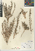  (Suaeda esteroa - CCDB-24939-A09)  @11 [ ] CreativeCommons - Attribution Non-Commercial Share-Alike (2015) SDNHM San Diego Natural History Museum