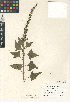  (Blitum californicum - CCDB-24939-B06)  @11 [ ] CreativeCommons - Attribution Non-Commercial Share-Alike (2015) SDNHM San Diego Natural History Museum