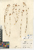  (Crocanthemum aldersonii - CCDB-24939-C10)  @11 [ ] CreativeCommons - Attribution Non-Commercial Share-Alike (2015) SDNHM San Diego Natural History Museum