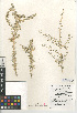  (Atriplex canescens var. macilenta - CCDB-24939-D03)  @11 [ ] CreativeCommons - Attribution Non-Commercial Share-Alike (2015) SDNHM San Diego Natural History Museum