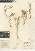  ( - CCDB-24939-E01)  @11 [ ] CreativeCommons - Attribution Non-Commercial Share-Alike (2015) SDNHM San Diego Natural History Museum