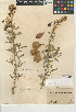  (Peritoma arborea var. globosa - CCDB-24939-E11)  @11 [ ] CreativeCommons - Attribution Non-Commercial Share-Alike (2015) SDNHM San Diego Natural History Museum