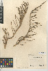  (Salicornia pacifica - CCDB-24939-F09)  @11 [ ] CreativeCommons - Attribution Non-Commercial Share-Alike (2015) SDNHM San Diego Natural History Museum