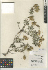  (Peritoma arborea var. arborea - CCDB-24939-F11)  @11 [ ] CreativeCommons - Attribution Non-Commercial Share-Alike (2015) SDNHM San Diego Natural History Museum