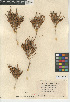  (Salicornia virginica - CCDB-24939-G09)  @11 [ ] CreativeCommons - Attribution Non-Commercial Share-Alike (2015) SDNHM San Diego Natural History Museum