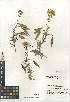  (Peritoma arborea var. angustata - CCDB-24939-G11)  @11 [ ] CreativeCommons - Attribution Non-Commercial Share-Alike (2015) SDNHM San Diego Natural History Museum