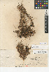  ( - CCDB-24940-A01)  @11 [ ] CreativeCommons - Attribution Non-Commercial Share-Alike (2015) SDNHM San Diego Natural History Museum