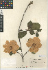  (Cornus nuttallii - CCDB-24940-A02)  @11 [ ] CreativeCommons - Attribution Non-Commercial Share-Alike (2015) SDNHM San Diego Natural History Museum