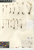  (Dudleya variegata - CCDB-24940-A05)  @11 [ ] CreativeCommons - Attribution Non-Commercial Share-Alike (2015) SDNHM San Diego Natural History Museum