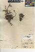  (Dudleya attenuata subsp. attenuata - CCDB-24940-B04)  @11 [ ] CreativeCommons - Attribution Non-Commercial Share-Alike (2015) SDNHM San Diego Natural History Museum