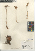  (Dudleya saxosa subsp. aloides - CCDB-24940-B05)  @11 [ ] CreativeCommons - Attribution Non-Commercial Share-Alike (2015) SDNHM San Diego Natural History Museum