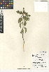  (Euphorbia cyathophora - CCDB-24940-B12)  @11 [ ] CreativeCommons - Attribution Non-Commercial Share-Alike (2015) SDNHM San Diego Natural History Museum
