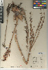  (Dudleya arizonica - CCDB-24940-C04)  @11 [ ] CreativeCommons - Attribution Non-Commercial Share-Alike (2015) SDNHM San Diego Natural History Museum