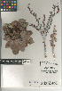  ( - CCDB-24940-C05)  @11 [ ] CreativeCommons - Attribution Non-Commercial Share-Alike (2015) SDNHM San Diego Natural History Museum