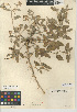  (Croton californicus - CCDB-24940-C11)  @11 [ ] CreativeCommons - Attribution Non-Commercial Share-Alike (2015) SDNHM San Diego Natural History Museum