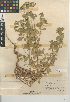  (Euphorbia crenulata - CCDB-24940-C12)  @11 [ ] CreativeCommons - Attribution Non-Commercial Share-Alike (2015) SDNHM San Diego Natural History Museum