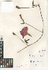  ( - CCDB-24940-D02)  @11 [ ] CreativeCommons - Attribution Non-Commercial Share-Alike (2015) SDNHM San Diego Natural History Museum