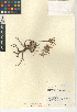  (Dudleya abramsii subsp. abramsii - CCDB-24940-D04)  @11 [ ] CreativeCommons - Attribution Non-Commercial Share-Alike (2015) SDNHM San Diego Natural History Museum