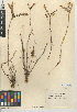  (Dudleya multicaulis - CCDB-24940-D05)  @11 [ ] CreativeCommons - Attribution Non-Commercial Share-Alike (2015) SDNHM San Diego Natural History Museum