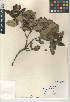  (Comarostaphylis diversifolia subsp. planifolia - CCDB-24940-D10)  @11 [ ] CreativeCommons - Attribution Non-Commercial Share-Alike (2015) SDNHM San Diego Natural History Museum