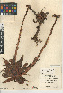  (Dudleya lanceolata - CCDB-24940-E05)  @11 [ ] CreativeCommons - Attribution Non-Commercial Share-Alike (2015) SDNHM San Diego Natural History Museum