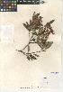  (Comarostaphylis diversifolia subsp. diversifolia - CCDB-24940-E10)  @11 [ ] CreativeCommons - Attribution Non-Commercial Share-Alike (2015) SDNHM San Diego Natural History Museum