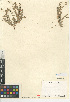  (Euphorbia albomarginata - CCDB-24940-E12)  @11 [ ] CreativeCommons - Attribution Non-Commercial Share-Alike (2015) SDNHM San Diego Natural History Museum