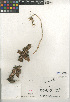  (Dudleya cymosa - CCDB-24940-G05)  @11 [ ] CreativeCommons - Attribution Non-Commercial Share-Alike (2015) SDNHM San Diego Natural History Museum