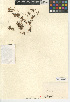  (Elatine californica - CCDB-24940-G08)  @11 [ ] CreativeCommons - Attribution Non-Commercial Share-Alike (2015) SDNHM San Diego Natural History Museum