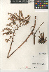  (Dudleya viscida - CCDB-24940-H06)  @11 [ ] CreativeCommons - Attribution Non-Commercial Share-Alike (2015) SDNHM San Diego Natural History Museum