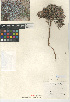  (Euphorbia melanadenia - CCDB-24941-A01)  @11 [ ] CreativeCommons - Attribution Non-Commercial Share-Alike (2015) SDNHM San Diego Natural History Museum