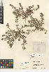  ( - CCDB-24941-B01)  @11 [ ] CreativeCommons - Attribution Non-Commercial Share-Alike (2015) SDNHM San Diego Natural History Museum