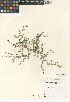  ( - CCDB-24941-B02)  @11 [ ] CreativeCommons - Attribution Non-Commercial Share-Alike (2015) SDNHM San Diego Natural History Museum