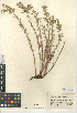  (Euphorbia lurida - CCDB-24941-C01)  @11 [ ] CreativeCommons - Attribution Non-Commercial Share-Alike (2015) SDNHM San Diego Natural History Museum