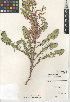  (Euphorbia seguieriana - CCDB-24941-C02)  @11 [ ] CreativeCommons - Attribution Non-Commercial Share-Alike (2015) SDNHM San Diego Natural History Museum