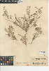  (Astragalus insularis - CCDB-24941-C09)  @11 [ ] CreativeCommons - Attribution Non-Commercial Share-Alike (2015) SDNHM San Diego Natural History Museum