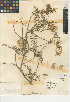  (Astragalus pomonensis - CCDB-24941-C10)  @11 [ ] CreativeCommons - Attribution Non-Commercial Share-Alike (2015) SDNHM San Diego Natural History Museum
